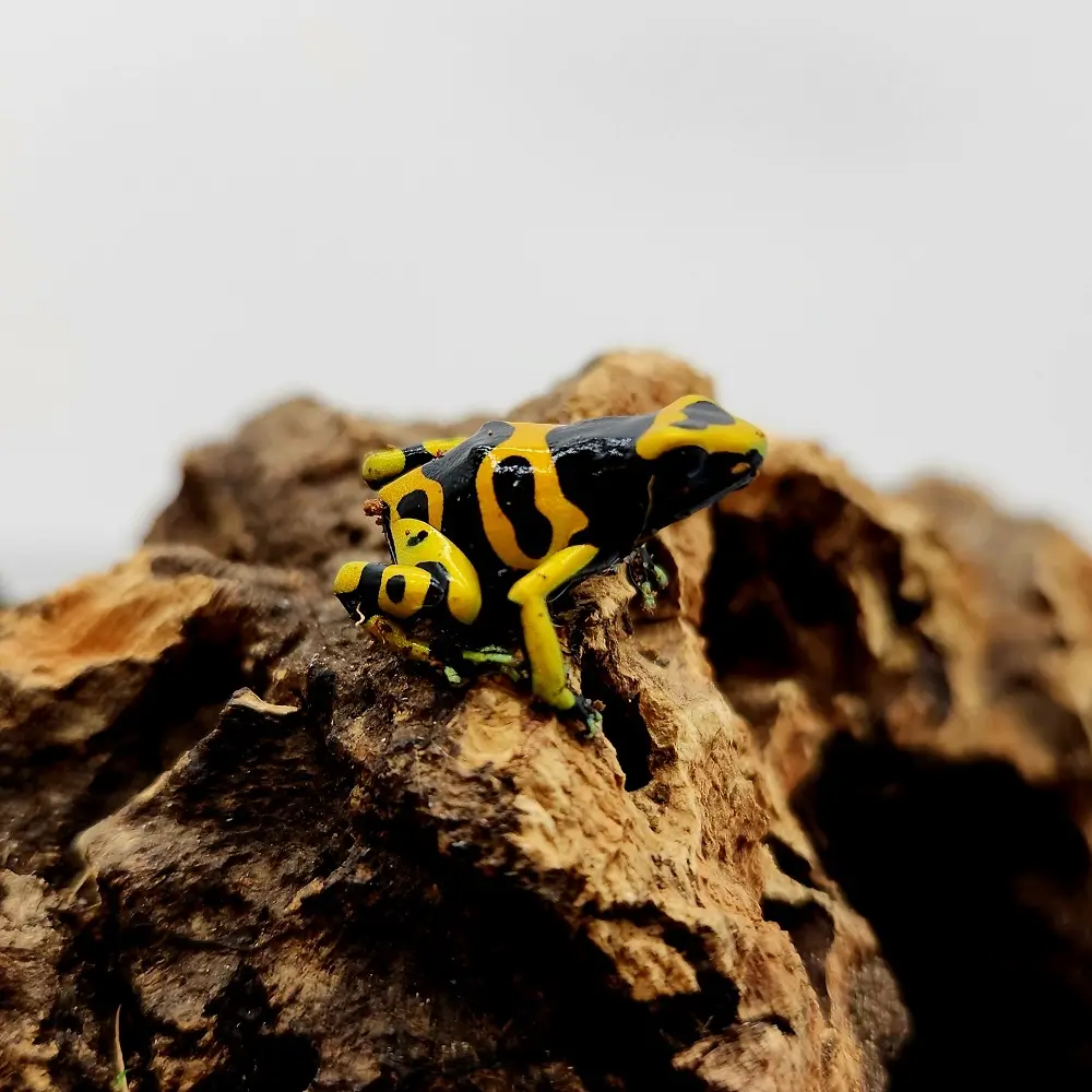 Bumblebee Poison Dart Frog