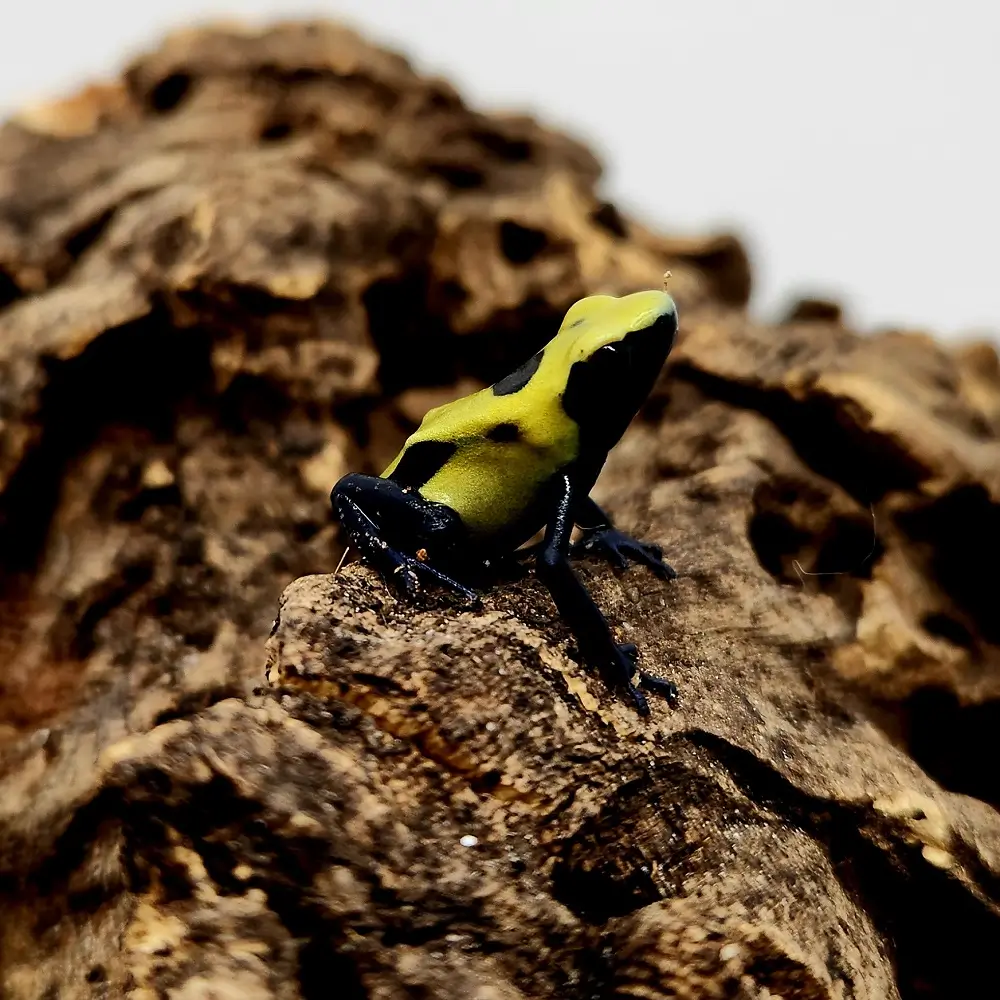 Citronella Dyeing Poison Dart Frog