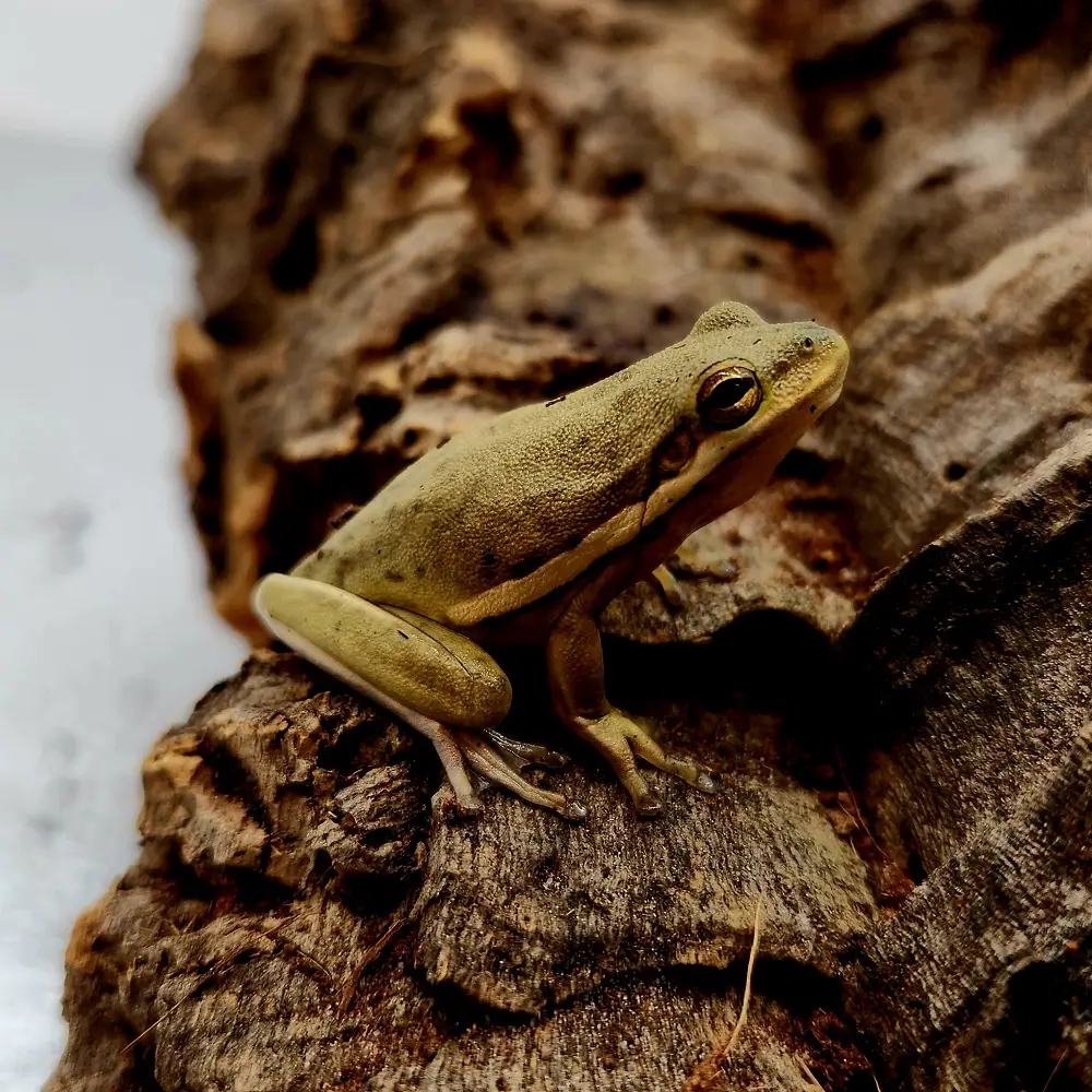Green Tree Frog