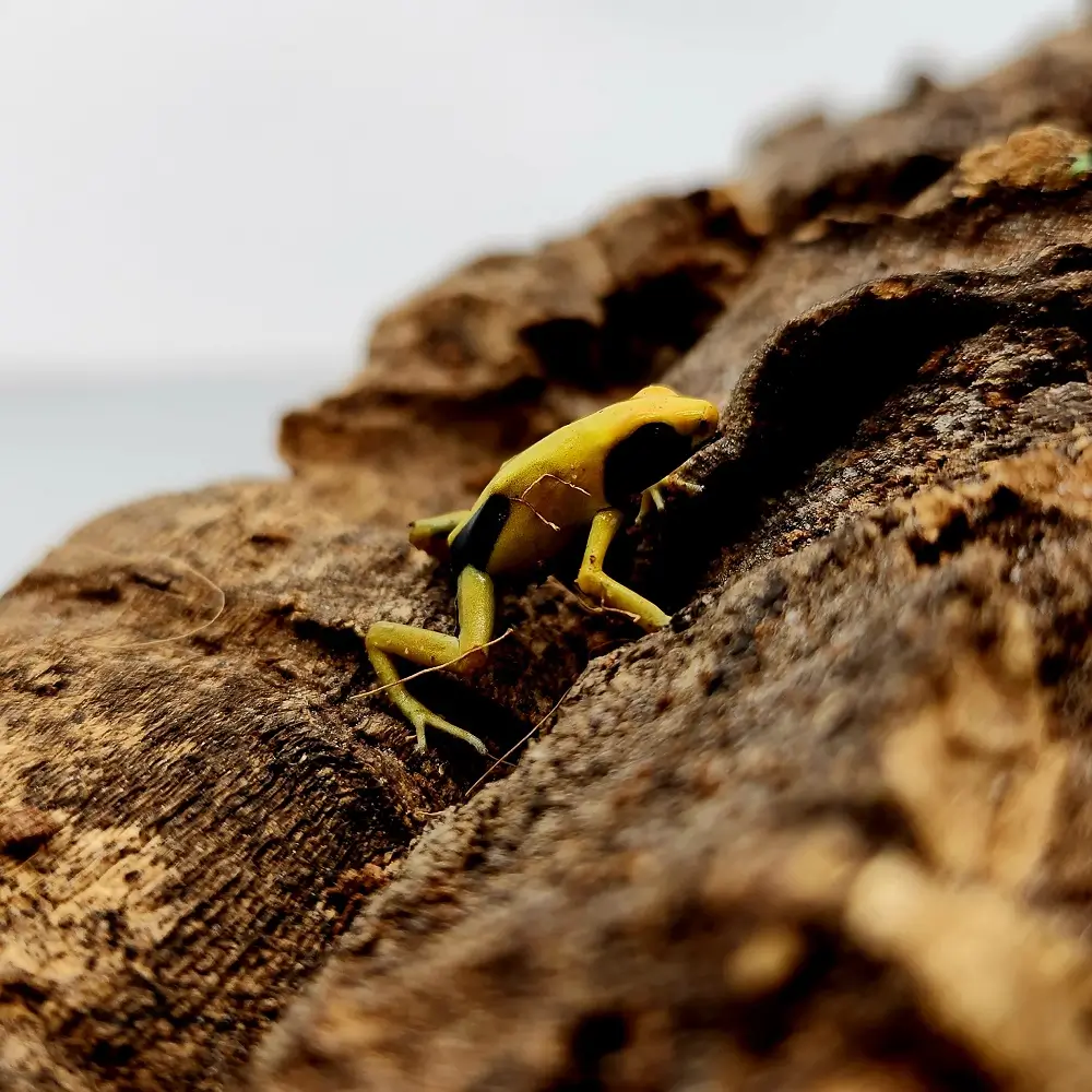 Matecho Dyeing Poison Dart Frog