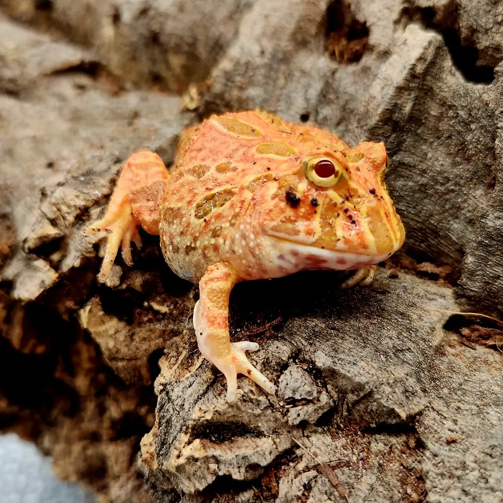 Strawberry Pacman Frog